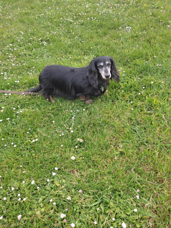 [Image: Messenger-creation-7-FFF272-C-B502-4-EB5...-E9918.jpg]