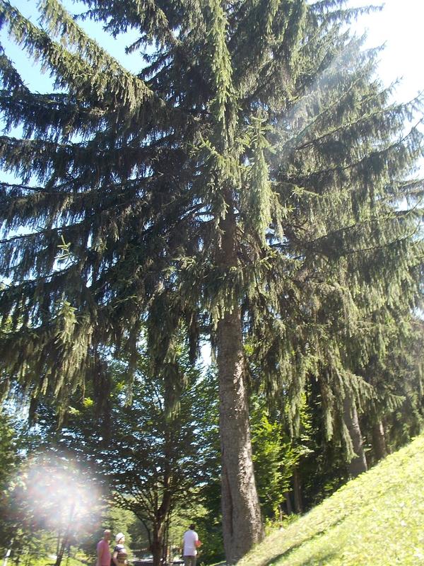 Slika