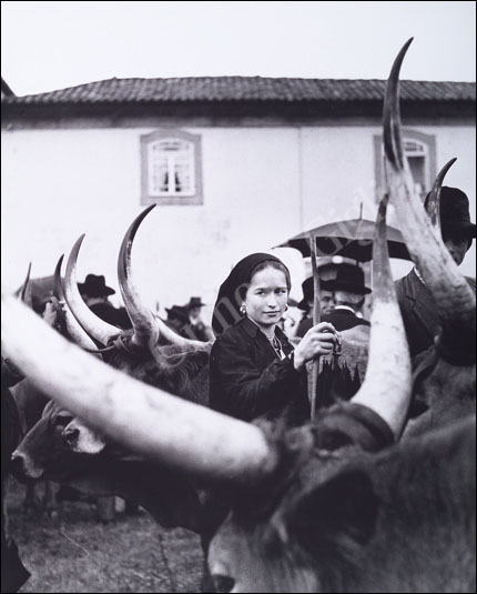 http://www.ormondgigli.com/images/gallery_big_ox.jpg