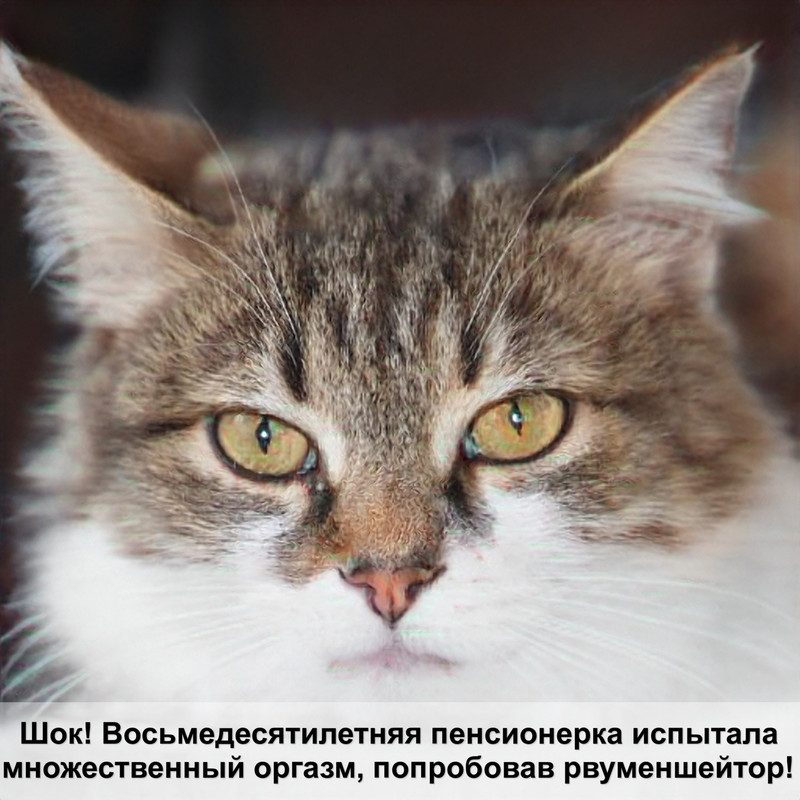 шиншилла котенок