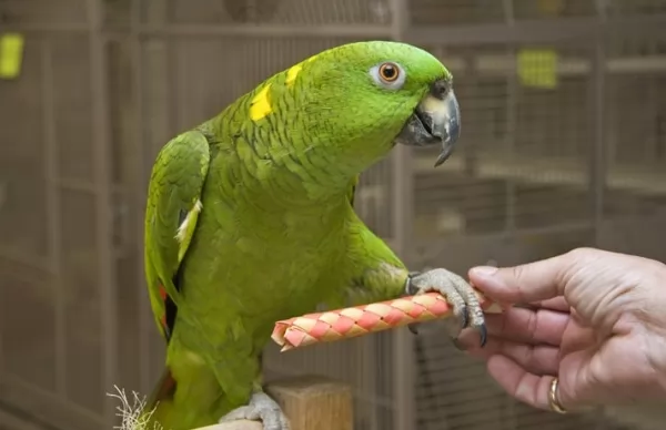 [Image: amazon-parrots-facts-12095-2-1602178617.webp]