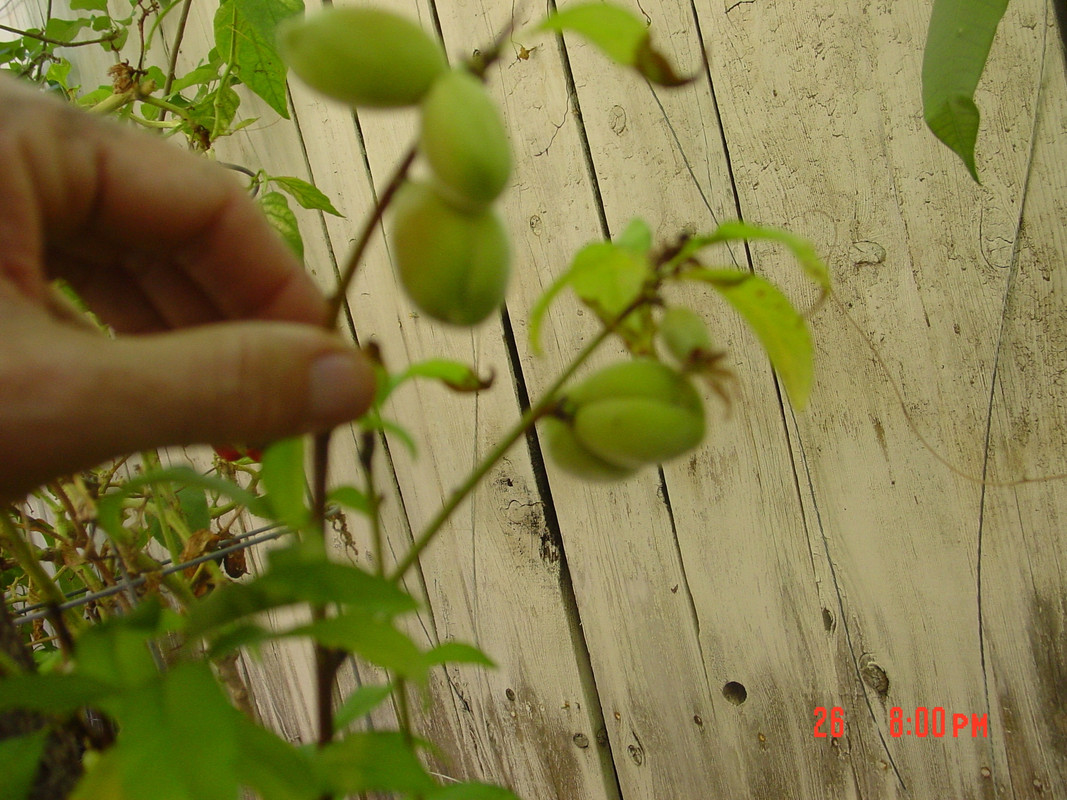 Florida Prince Fruit 030915
