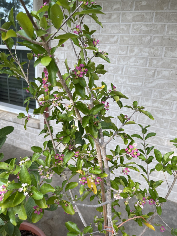 IMG 0854 — Postimages