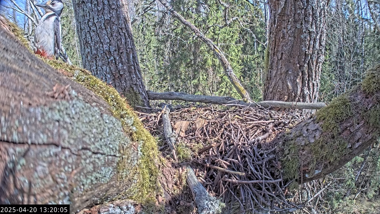 LVM mazais ērglis Lisiņa, ozols1 – Lesser Spotted Eagle 11-56-10 screenshot