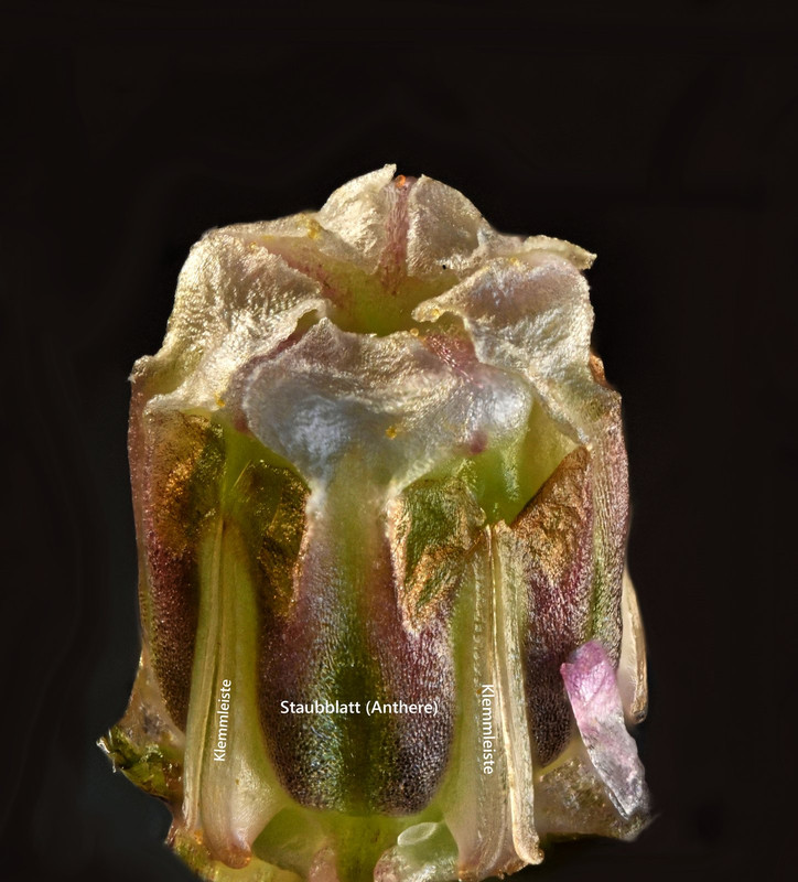 Blüte 10 Klemmfalle Gynostegium Seidenpflanze Sumpf Asclepias incarnata Laowa 4x Stack 42