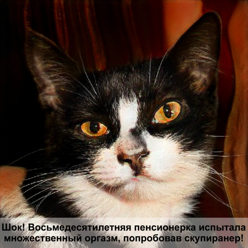 кошки черно рыжего окраса