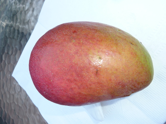 Mango #36 HX