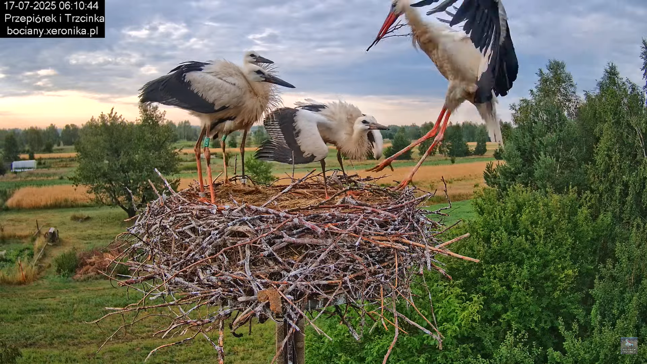 17072025bociany12