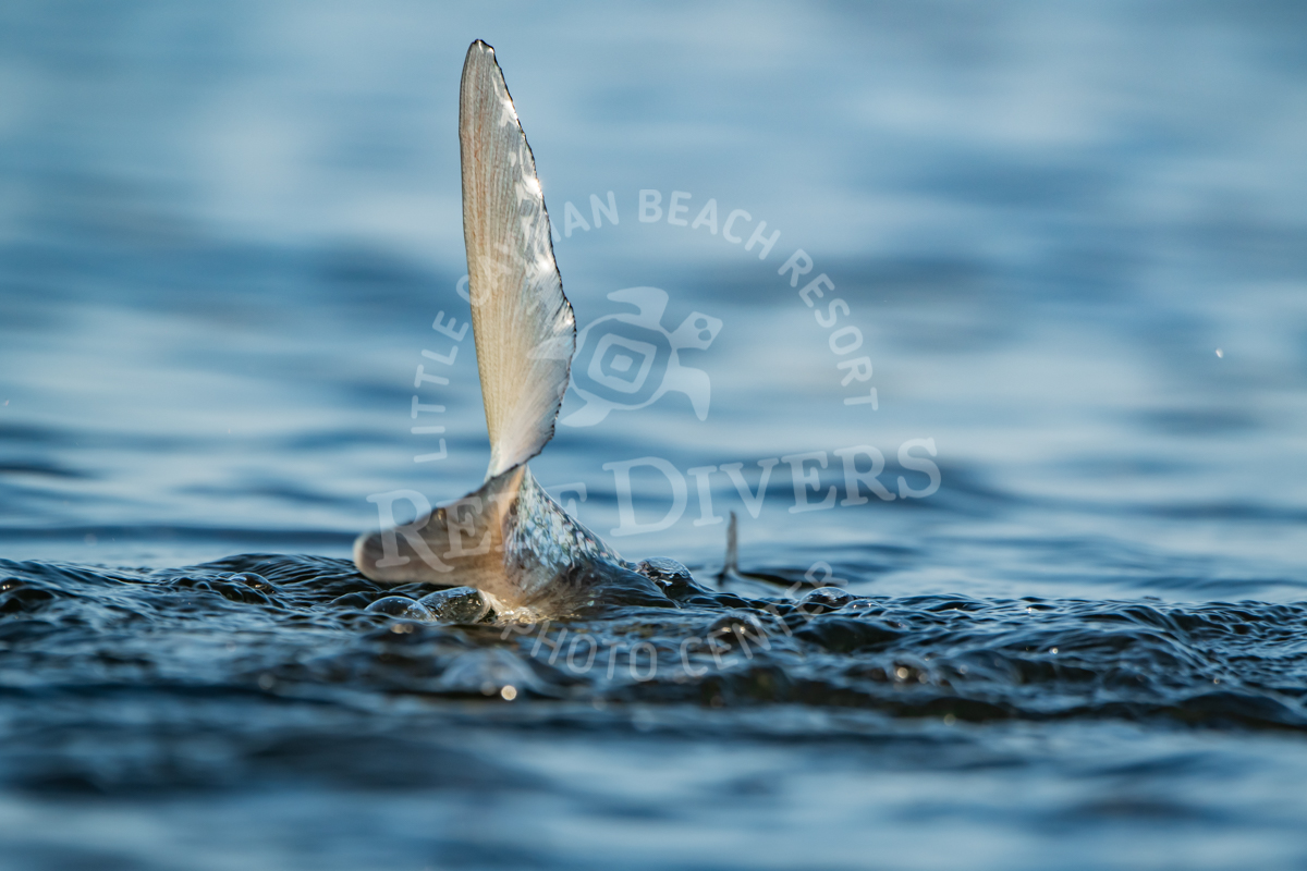 Bonefish-Tailing