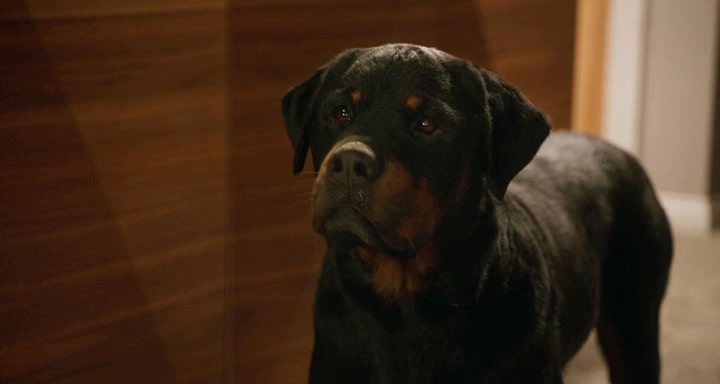 Show.Dogs.Entriamo.in.Scena.2018.iTALiAN.LD.WEBDL.XviD-CriMiNaL.