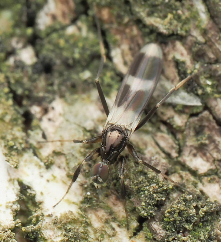 i.postimg.cc/DzL38MRh/Hybotidae-Tachydromia-sp1.jpg