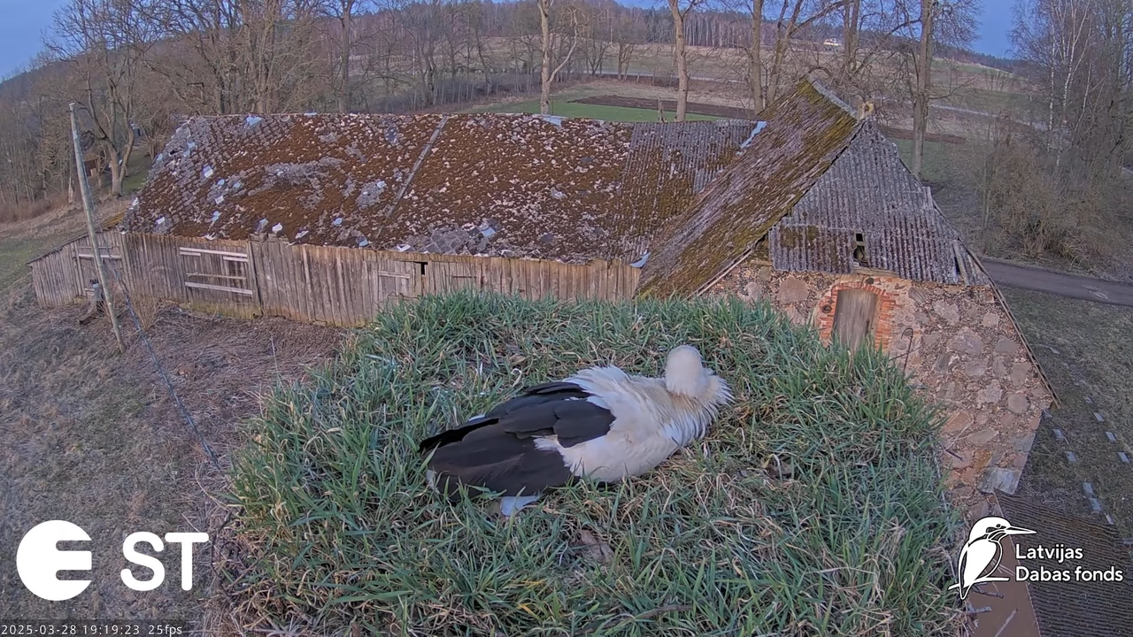 (16) Baltie stārķi (Ciconia ciconia) Tukuma novadā __ White storks in Tukums, Latvia - YouTube - 868