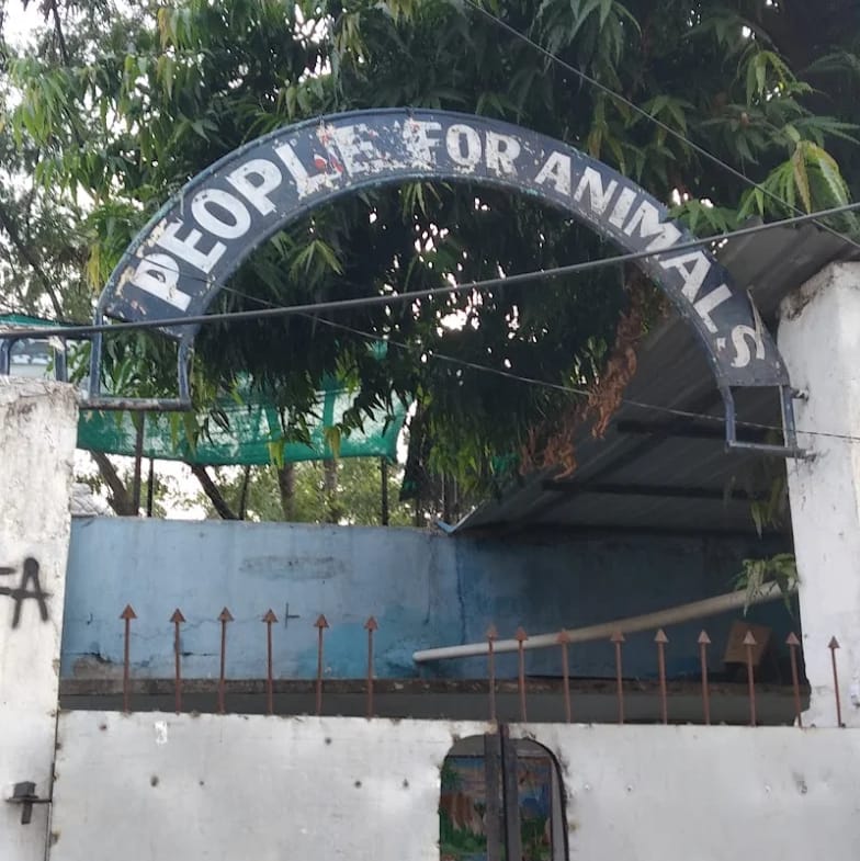 Rescue Shelter