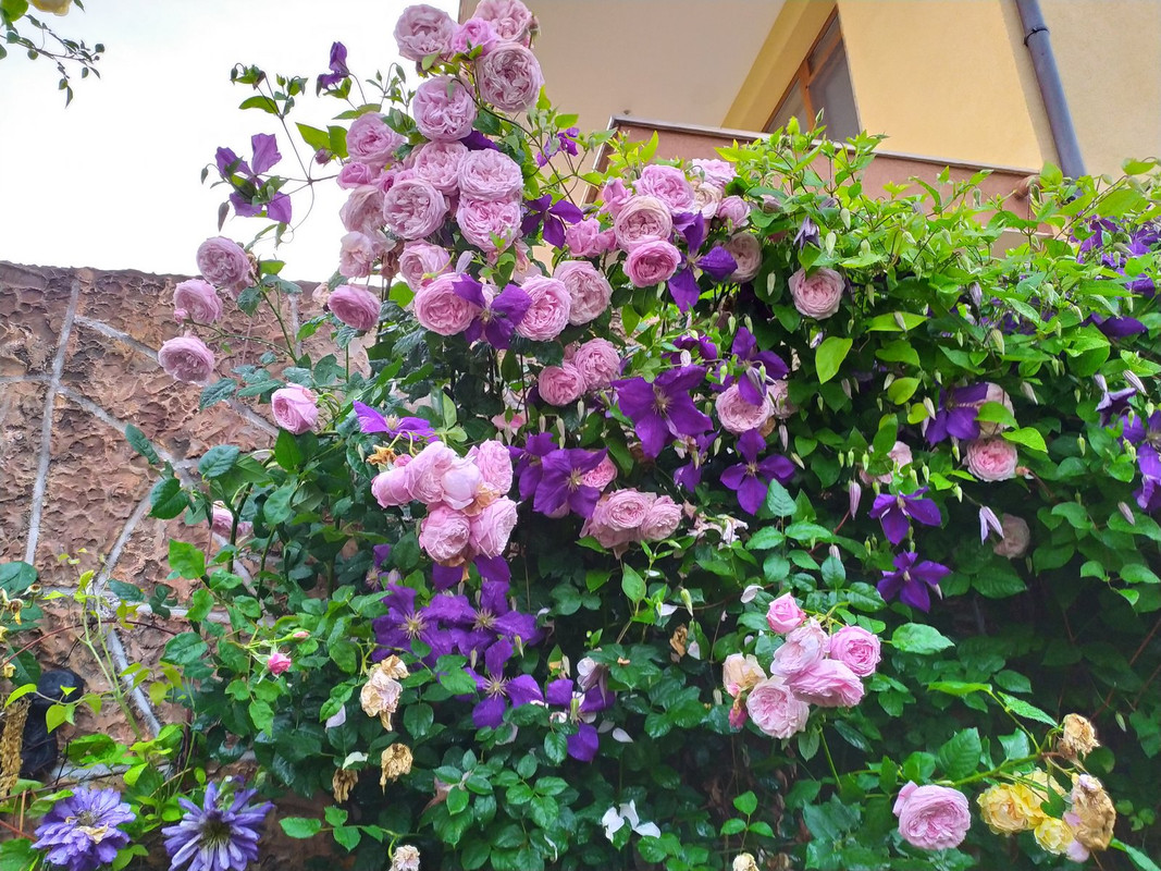 IMG_20200612_202455