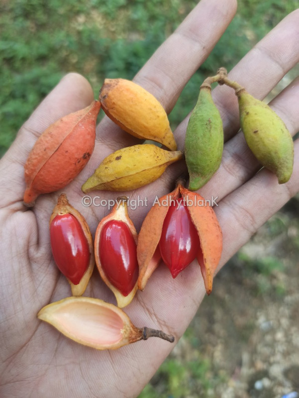 Capture _2022-06-13-03-38-36_wm