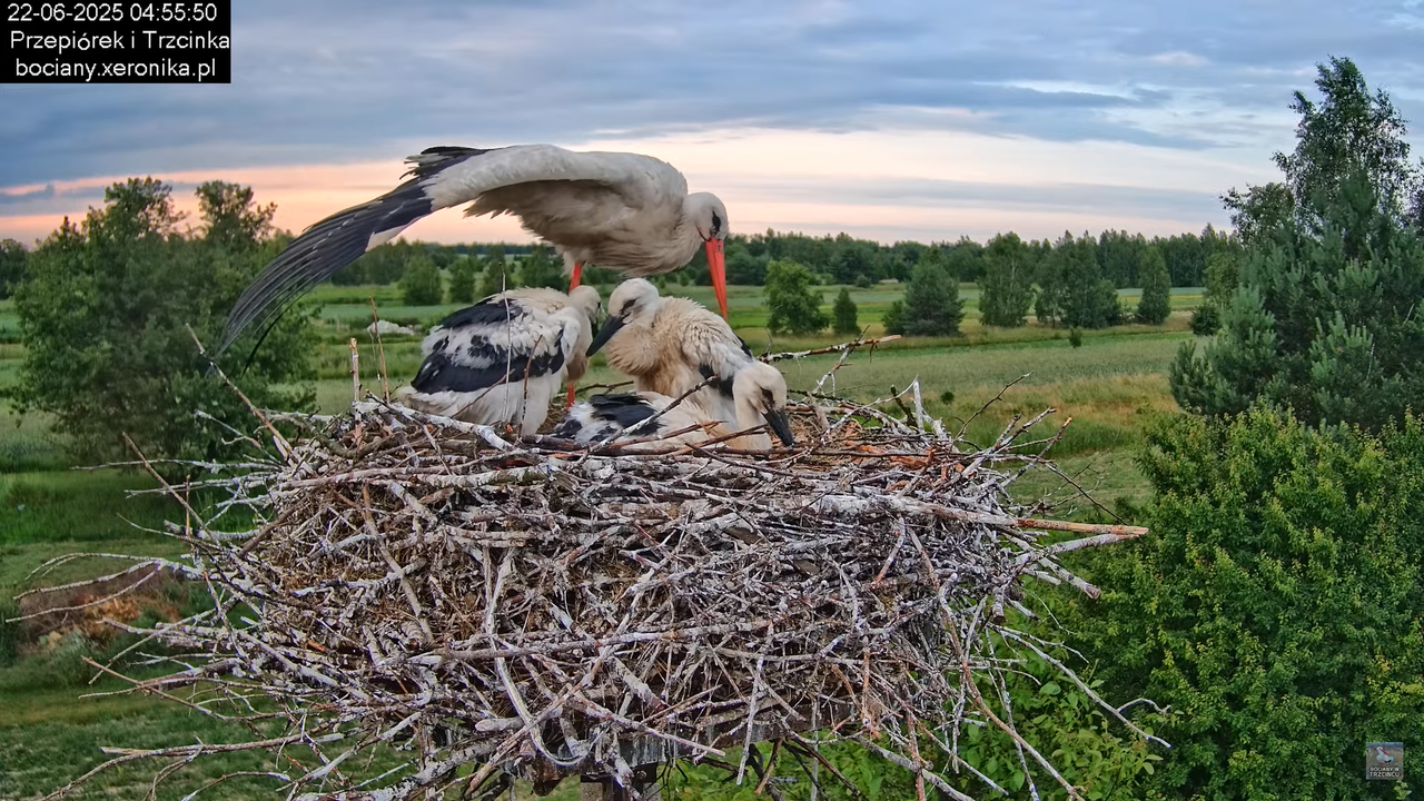 22062025bociany3