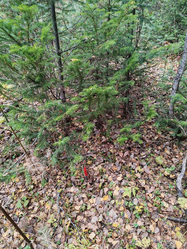 photo_1_2025-10-14_20-49-02