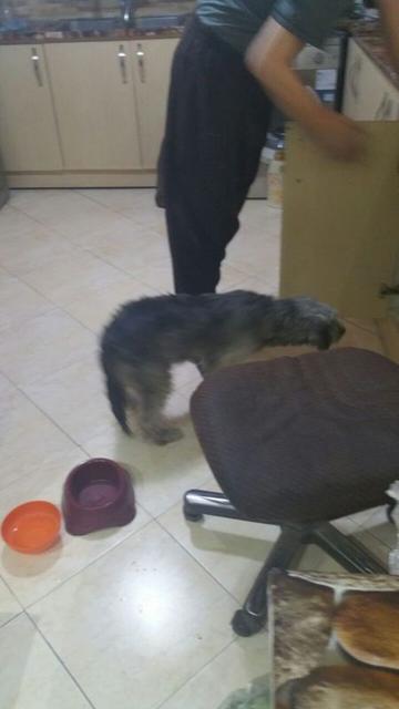 volghan hosseini (132)