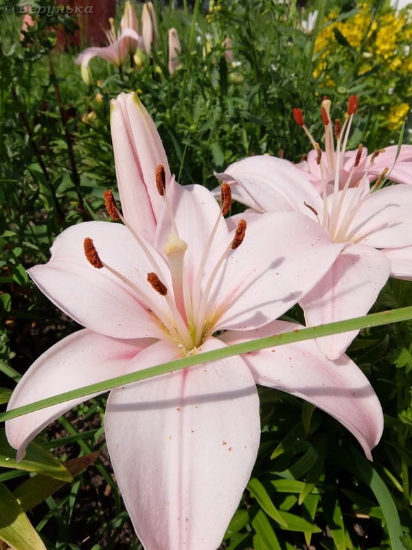 DSCF9567