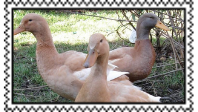 duck-stamp.png