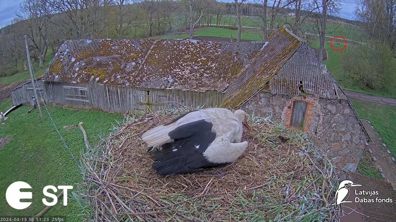 Baltie stārķi (Ciconia ciconia) Tukuma novadā - LDF tiešraide __ White storks in Tukums, Latvia 15-2