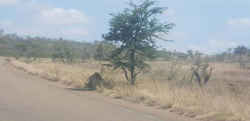 DÍA 11:  KRUGER (Lower Sabie)- SABI SAND (Elephant Plains Game Lodge) - Sudáfrica y Seychelles 2018 -  Una Honeymoon llena de vida (1)