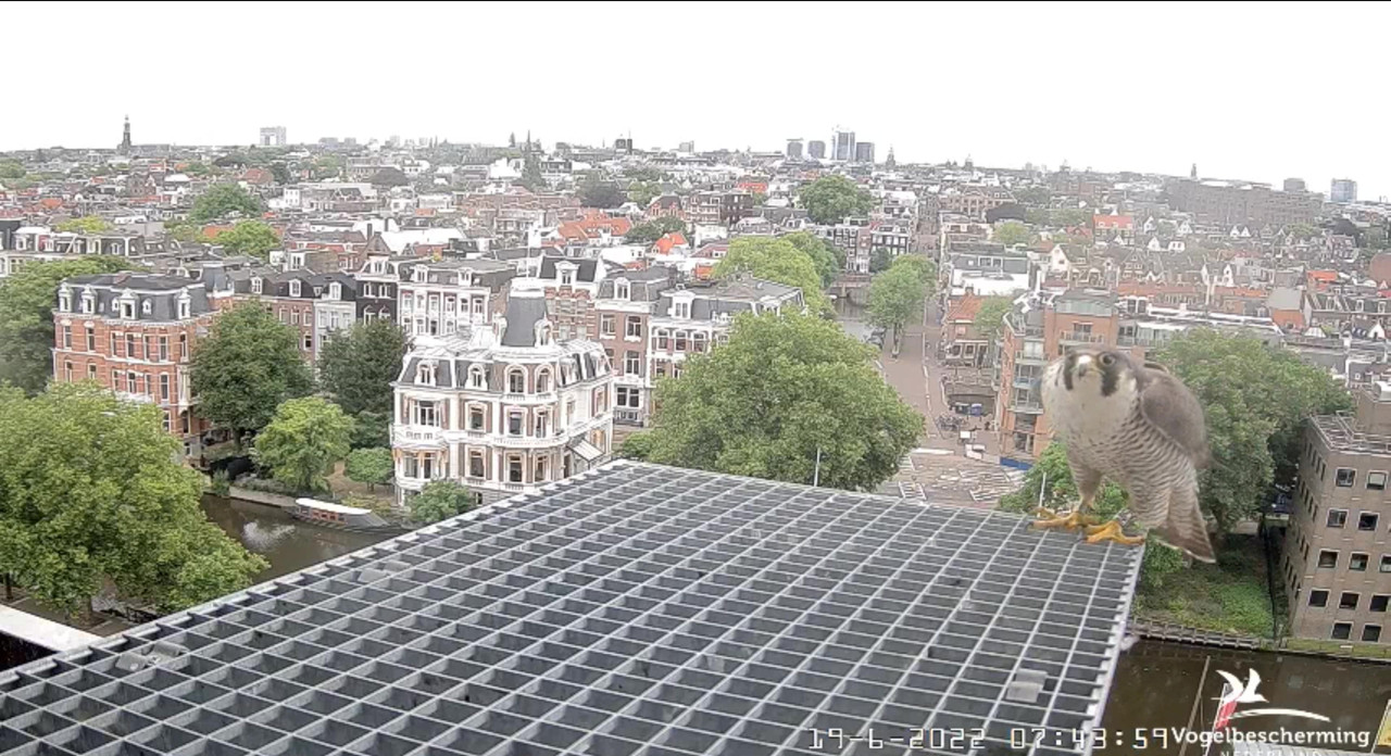 Amsterdam/Rijksmuseum screenshots © Beleef de Lente/Vogelbescherming Nederland - Pagina 29 Video-2022-06-19-074640-Moment-2