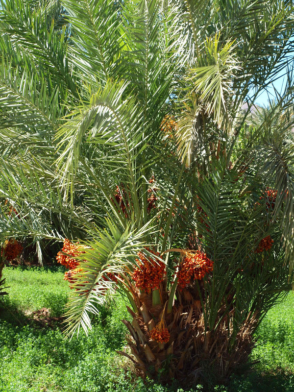 Agdz, Asslim y Tamnougalt : en la tierra de los Mezguita - El Valle del Drâa, la gran arteria del sur de Marruecos (48)