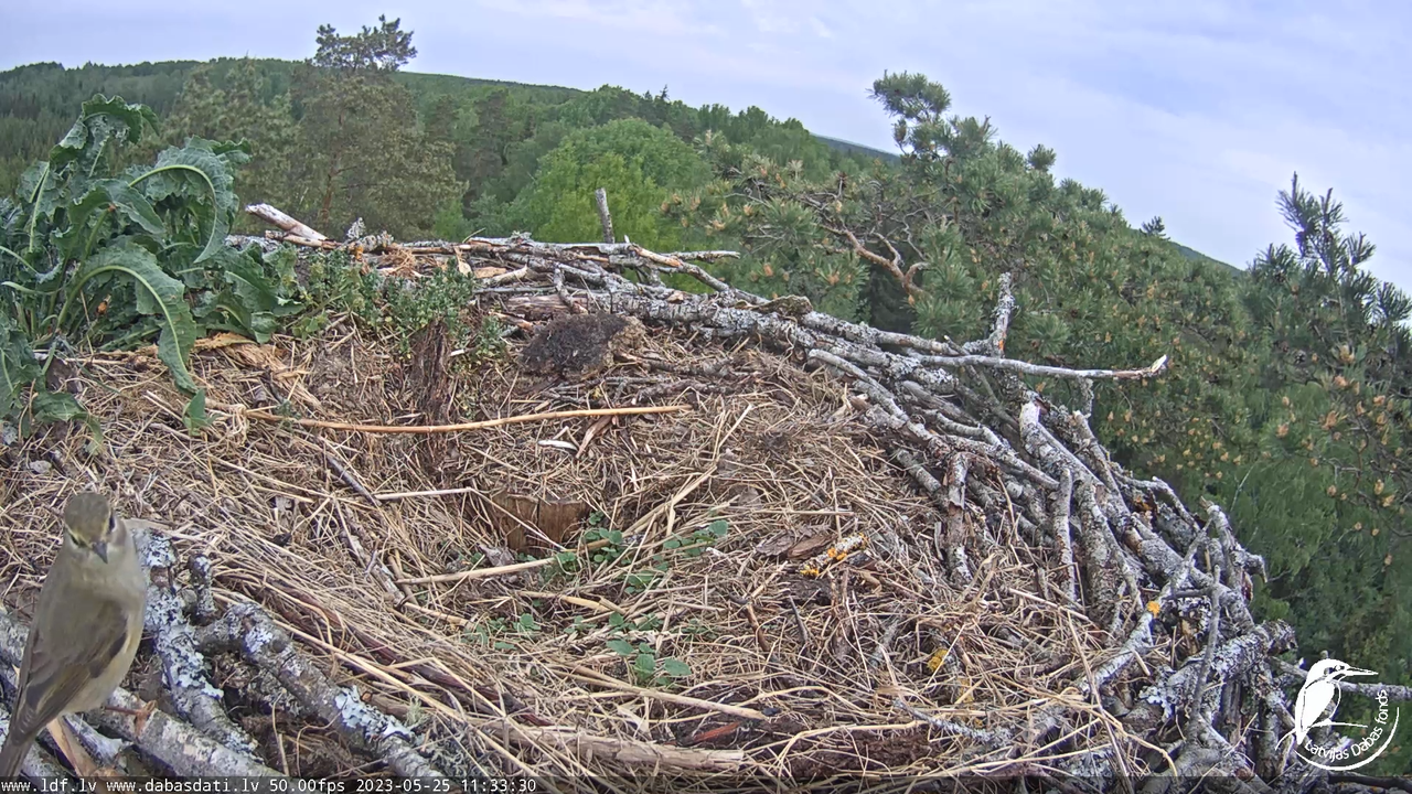 Zivju ērgļi (Pandion haliaetus) Kurzemē - LDF tiešraide 1-18-25 screenshot