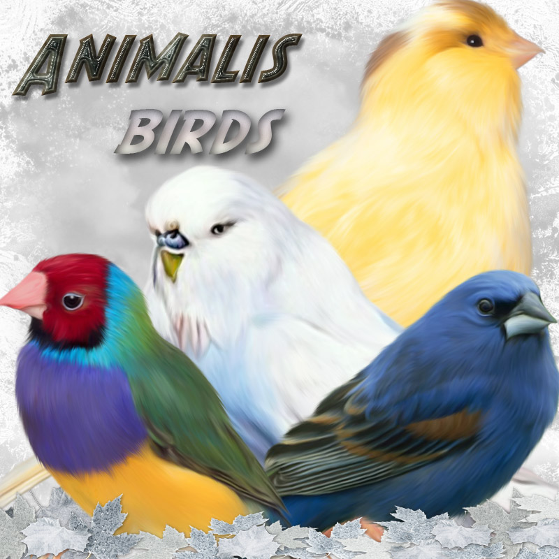 ANIMALIS-Birds ANIMALIS-Birds