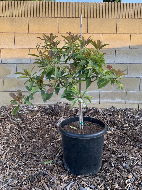 D6FA8D15-9F00-43DB-9E75-860804693C58