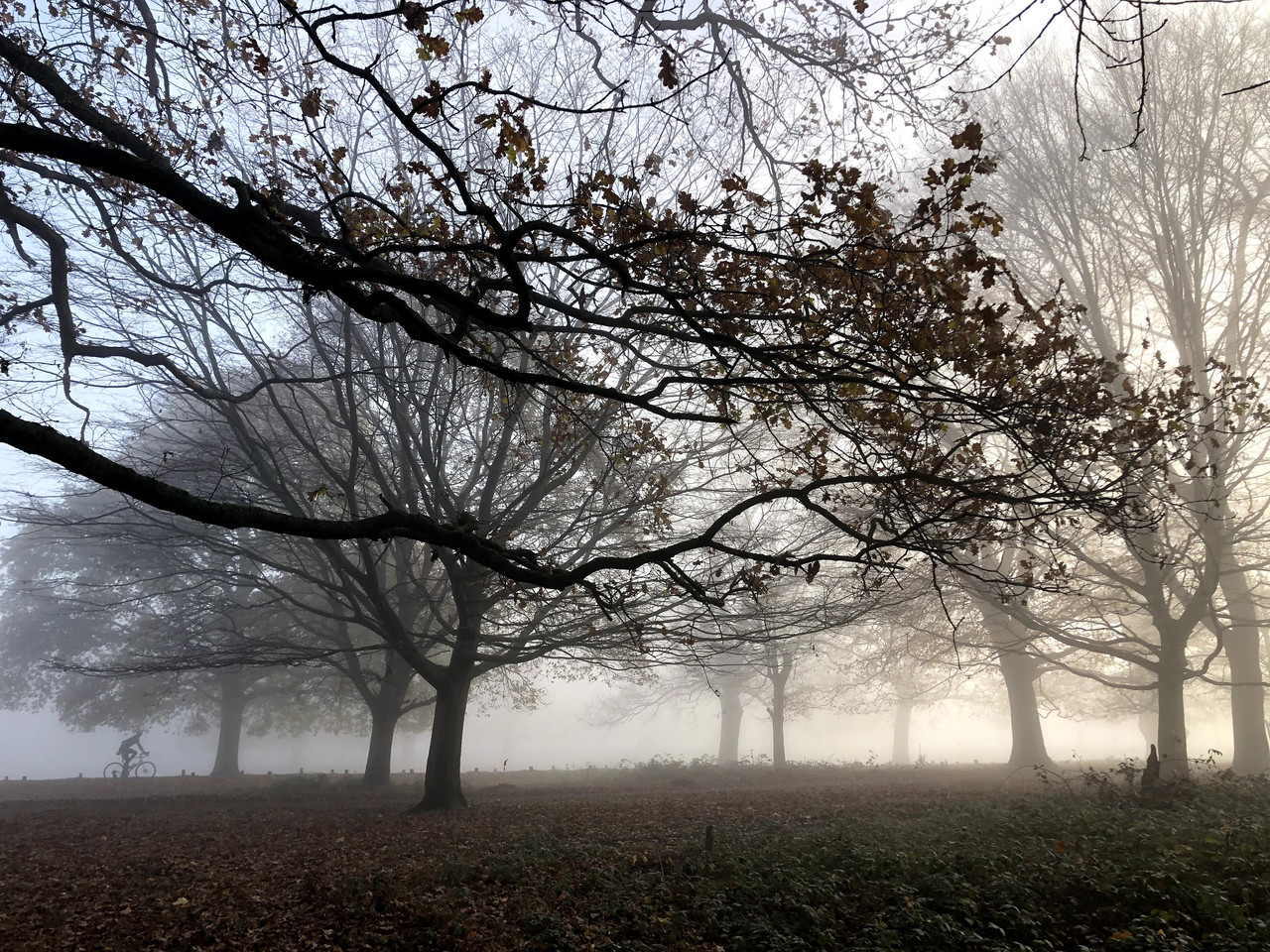 Fog