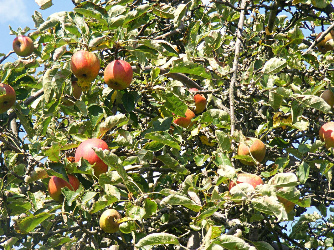 apple-tree-HD.jpg