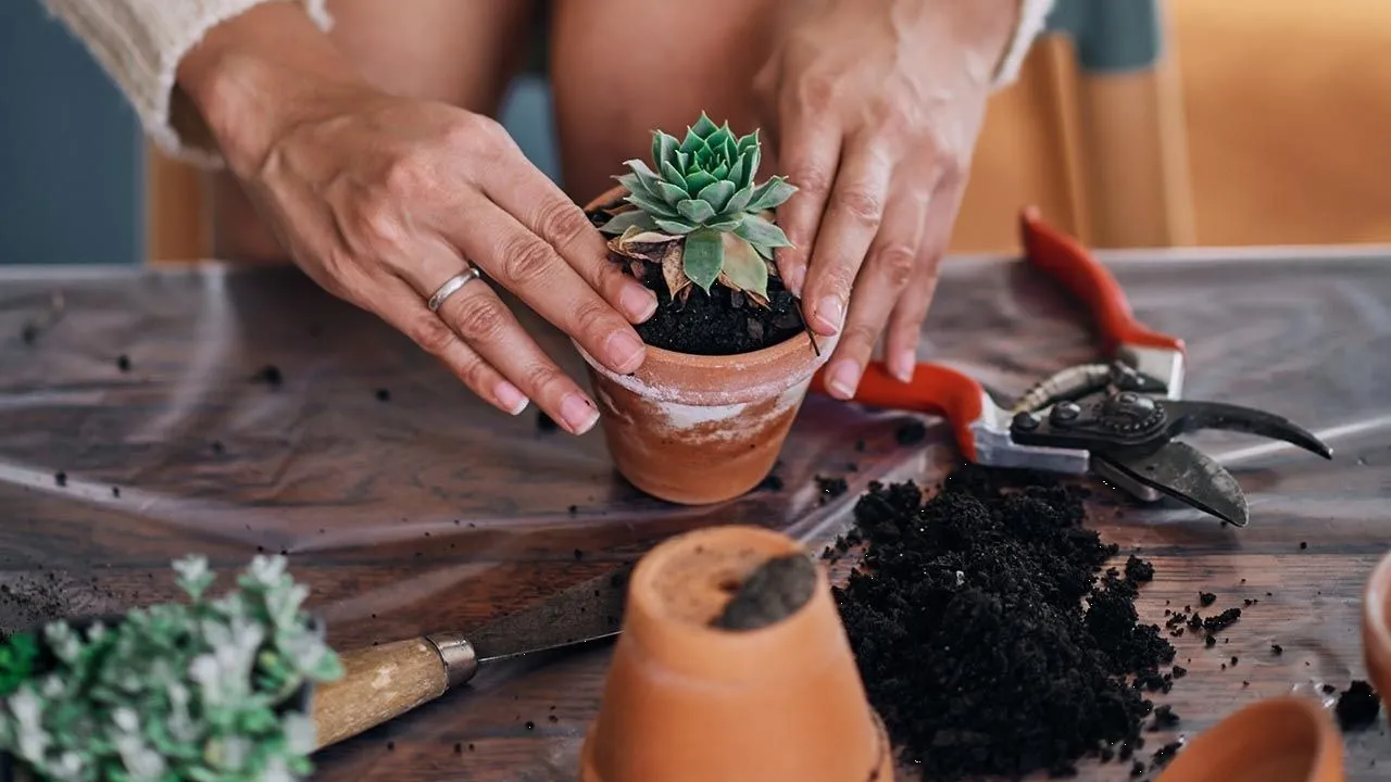 Sustrato fácil y económico para que tus plantas crezcan rápido