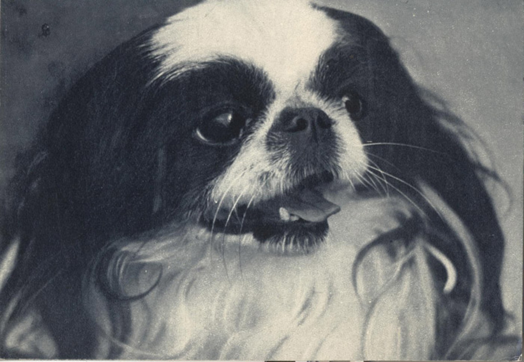 Японский хин 1969 Планета 31