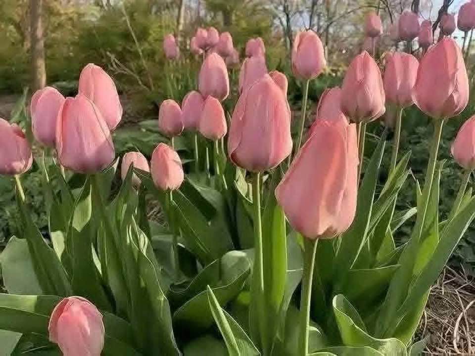 652966164-4180794288730547-4667015560362055640-n