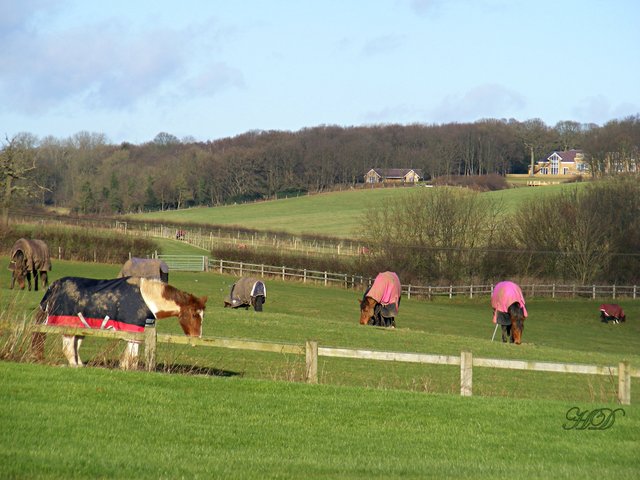 horses-my-neighbours-HD.jpg