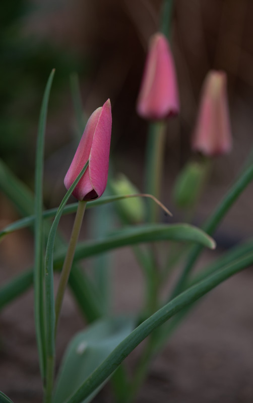 IMG-6f66e2ed309397a77cdbd95d12fd47ae-V