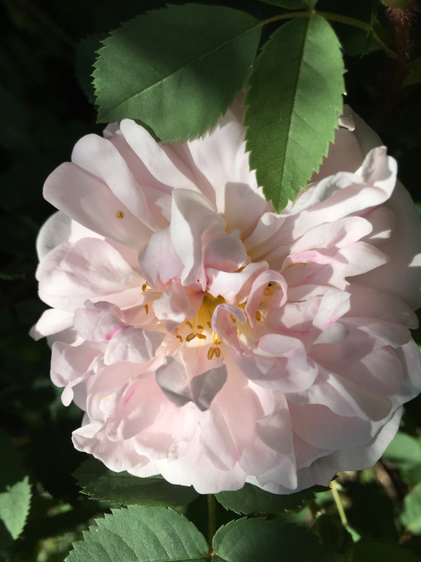 A5E6D436-315A-45AC-955D-0F8C801D6A84