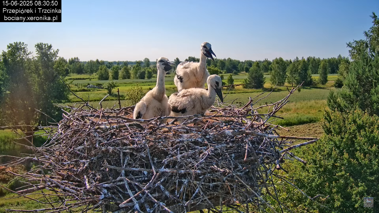 15062025bociany14