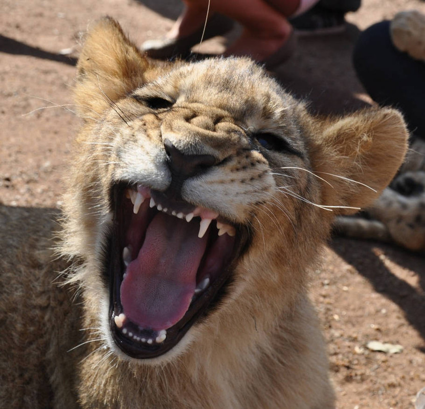 yawning-lion-cub-portrait-stock-by-kridah-stock-d6jtqc5-pre.jpg