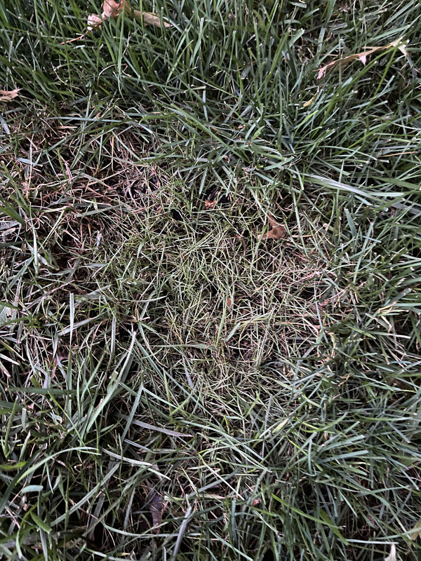 E6A70A1A-8DCF-439F-8E12-1C8FEDDE3381