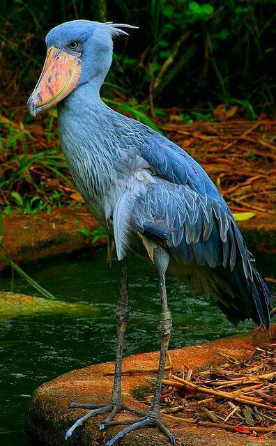 Burundi (2014) Serie de aves africanas Balaeniceps-rex