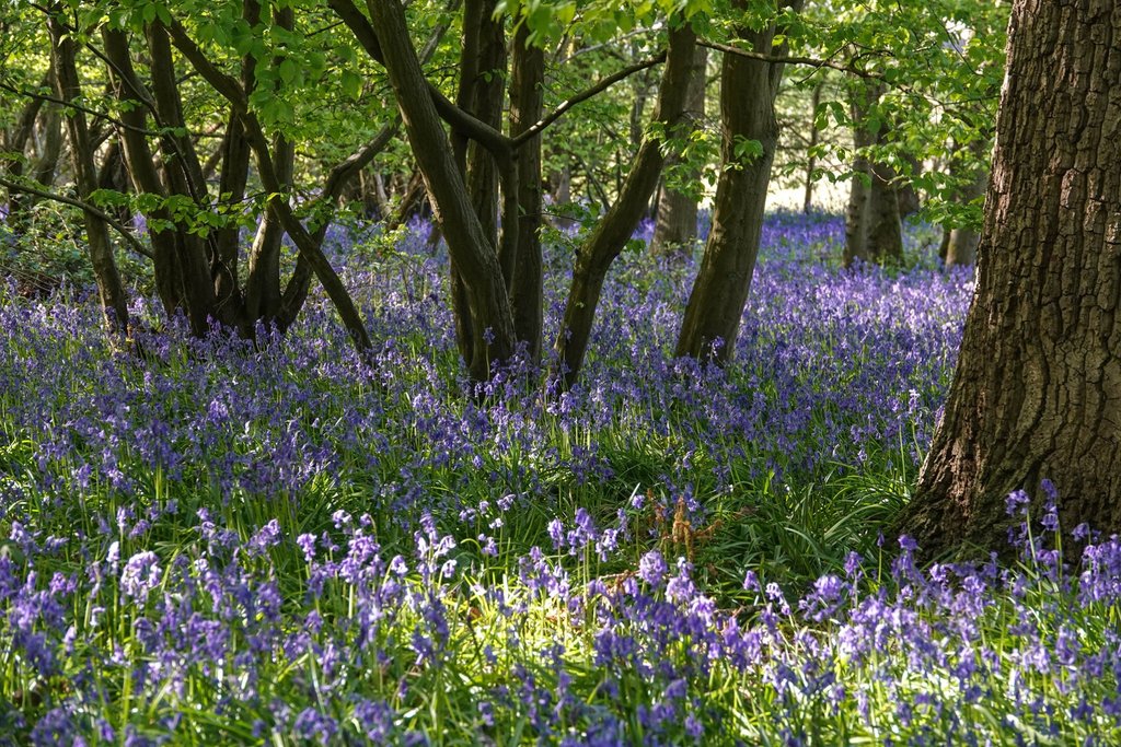 woodland-bluebells-5.jpg