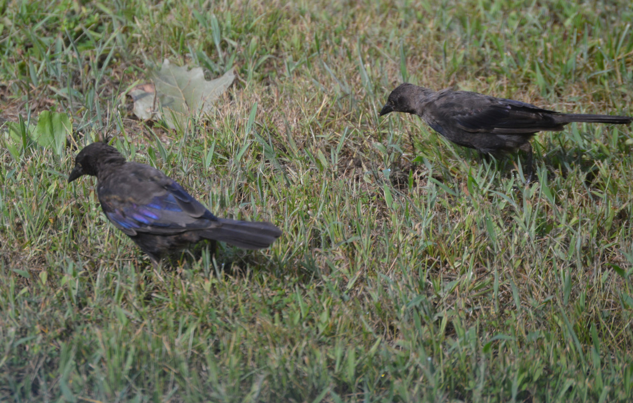 2021-8-13 Grackles (2)