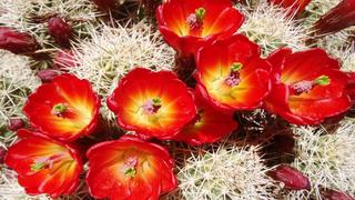 Thơ hoạ Nguyễn Thành Sáng & Tam Muội (1278) Cactus-Beautiful-Desert-Red-Flowers-garden-plants-in-Arizona-and