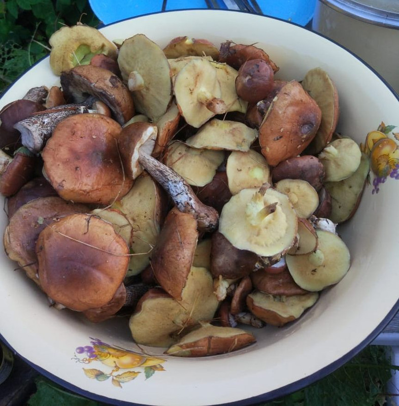 грибы 8 10 2022