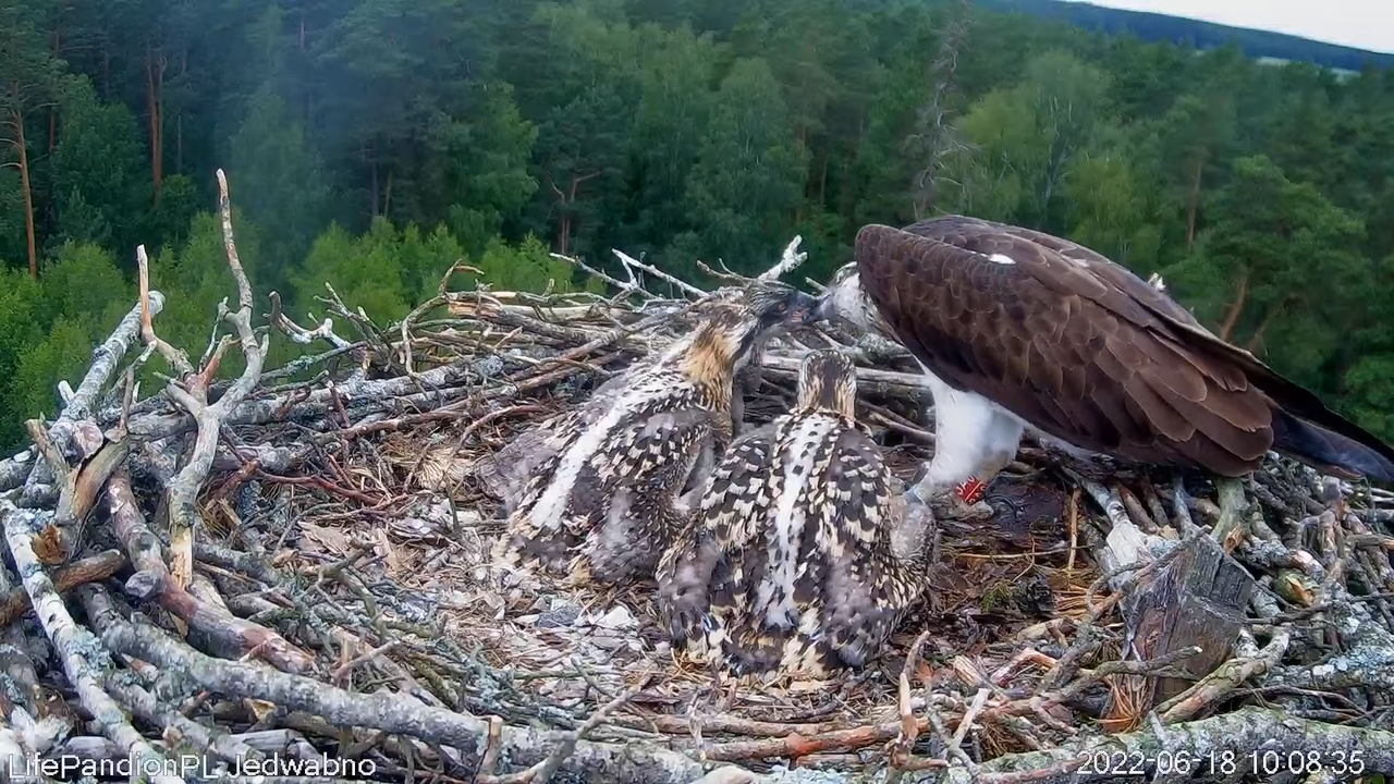 Rybołowy Online Puszcza Napiwodzko-Ramucka _ Ospreys Online in Napiwodzko-Ramucka Forest 1-29-45 scr