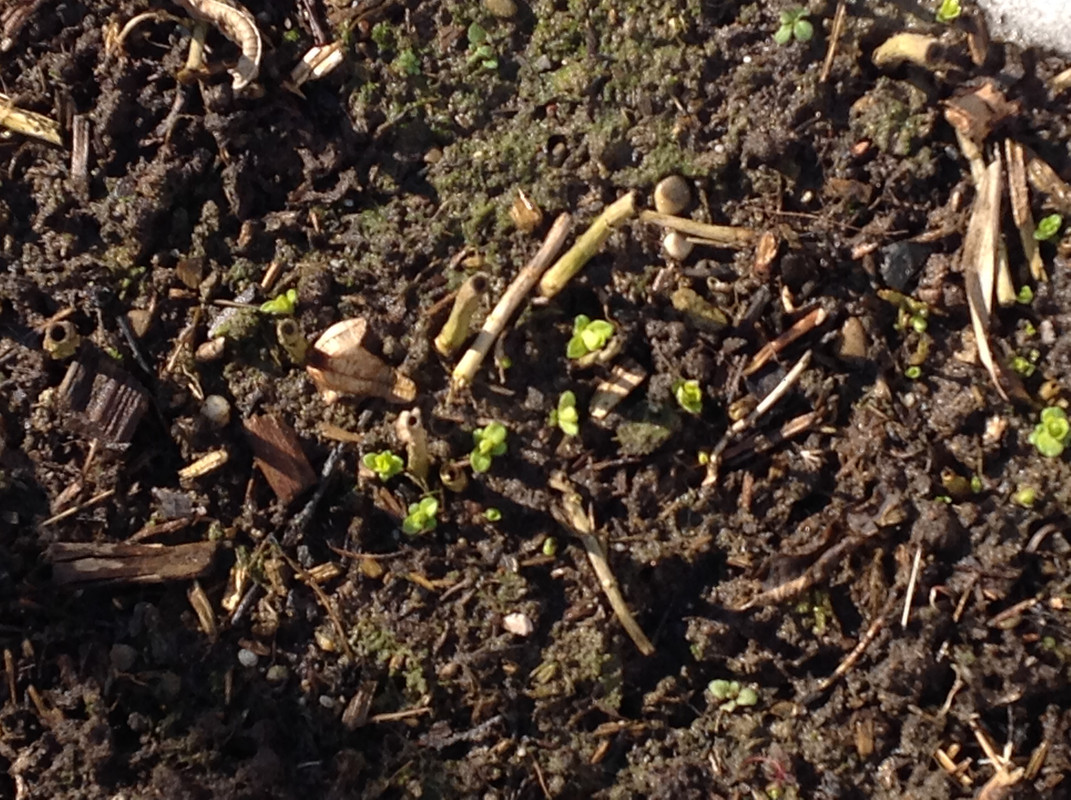 Garten Februar 12.02.2015 13 Uhr (8)