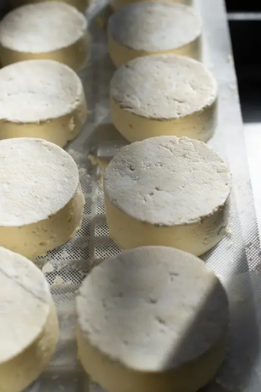 queijo como fazer em casa
